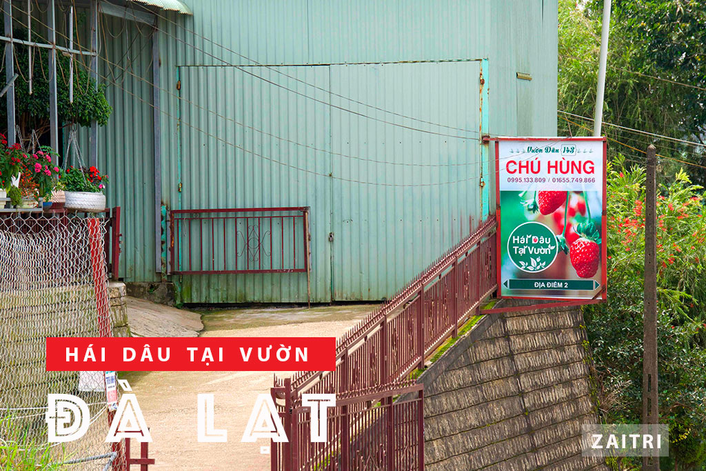 Tham quan vườn dâu chú Hùng Đà Lạt trải nghiệm hái dâu tại vườn 4 Cổng nhà vườn dâu chú Hùng Đà Lạt