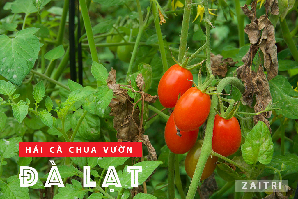 Tham quan vườn dâu chú Hùng Đà Lạt trải nghiệm hái dâu tại vườn 7 Hái cà chua bi vườn Đà Lạt