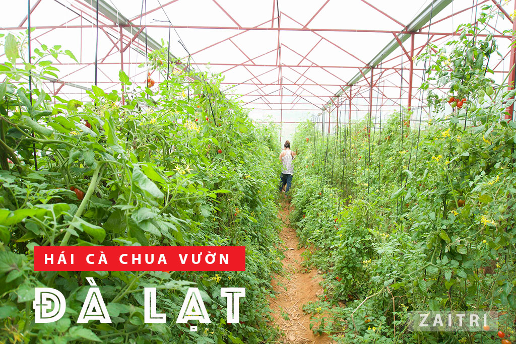 Tham quan vườn dâu chú Hùng Đà Lạt trải nghiệm hái dâu tại vườn 8 Hái cà chua ở vườn Đà Lạt