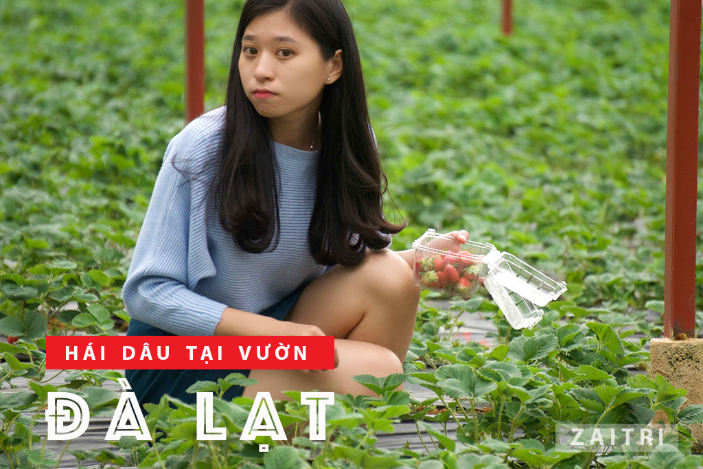 Tham quan vườn dâu chú Hùng Đà Lạt trải nghiệm hái dâu tại vườn 6 Một cô gái xinh đẹp cũng hái dâu