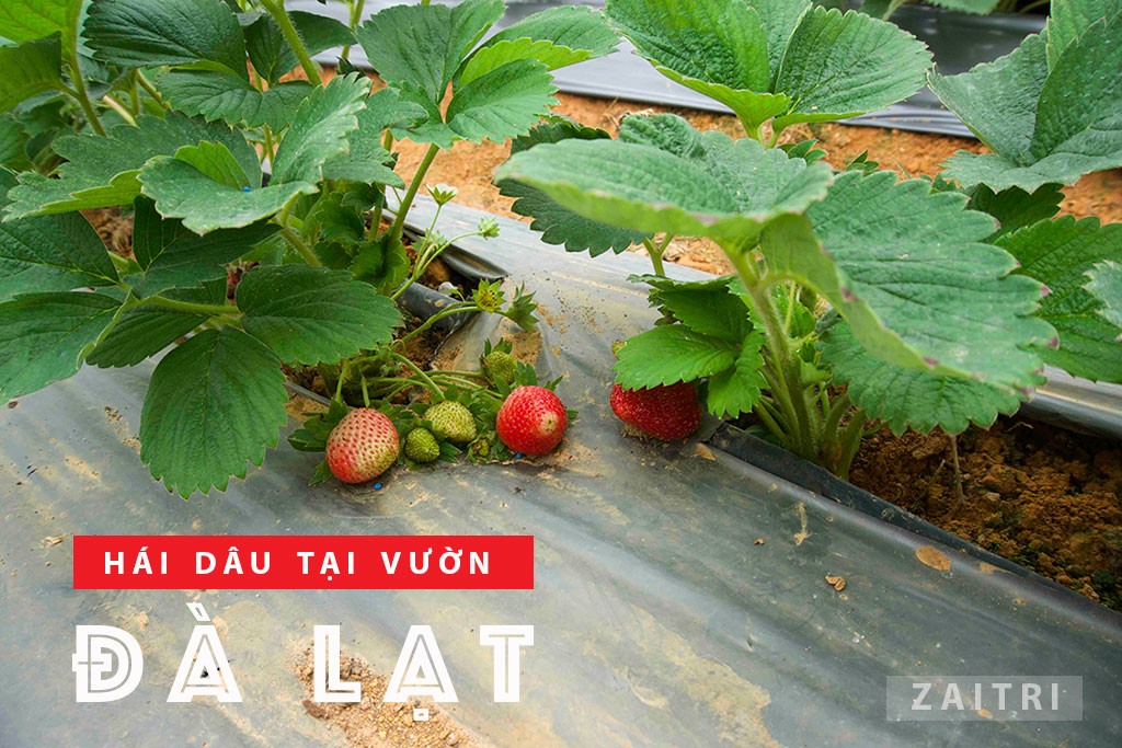 Tham quan vườn dâu chú Hùng Đà Lạt trải nghiệm hái dâu tại vườn 3 Những trái dâu căng mọng đỏ chín nằm dưới gốc