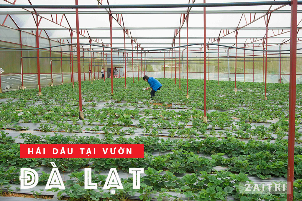 Tham quan vườn dâu chú Hùng Đà Lạt trải nghiệm hái dâu tại vườn 2 Vườn dâu được trồng trong nhà kính ở Đà Lạt