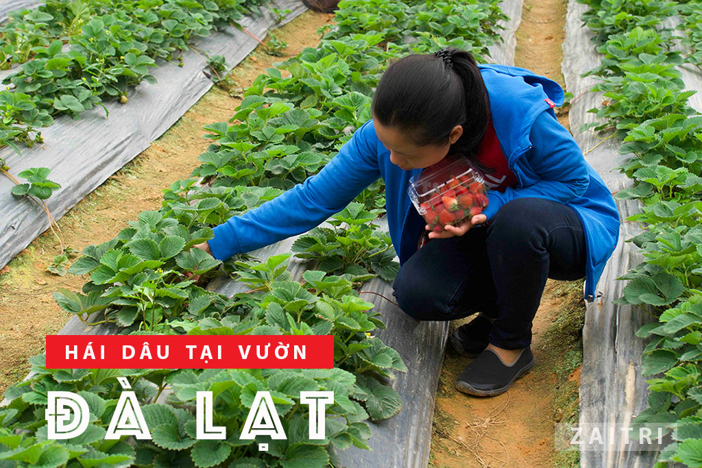 Tham quan vườn dâu chú Hùng Đà Lạt trải nghiệm hái dâu tại vườn 5 Tự tay hái dâu tại vườn