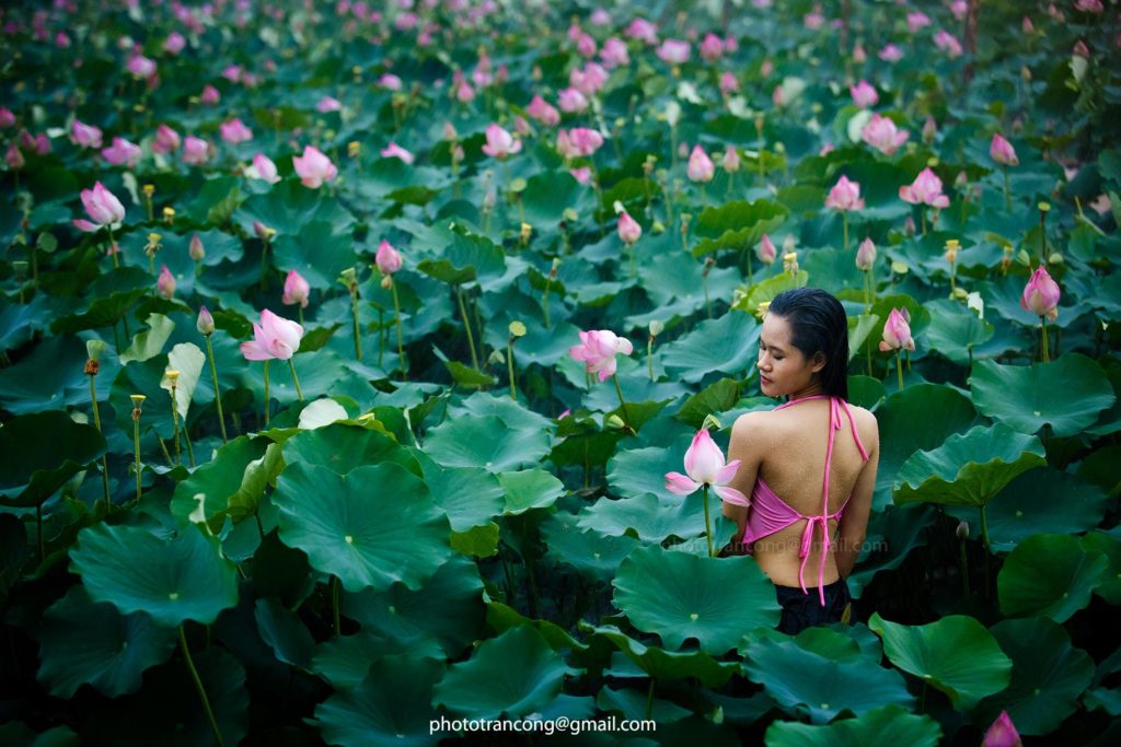 Thiếu nữ dưới mưa cùng hoa sen - Photo: Trần Công