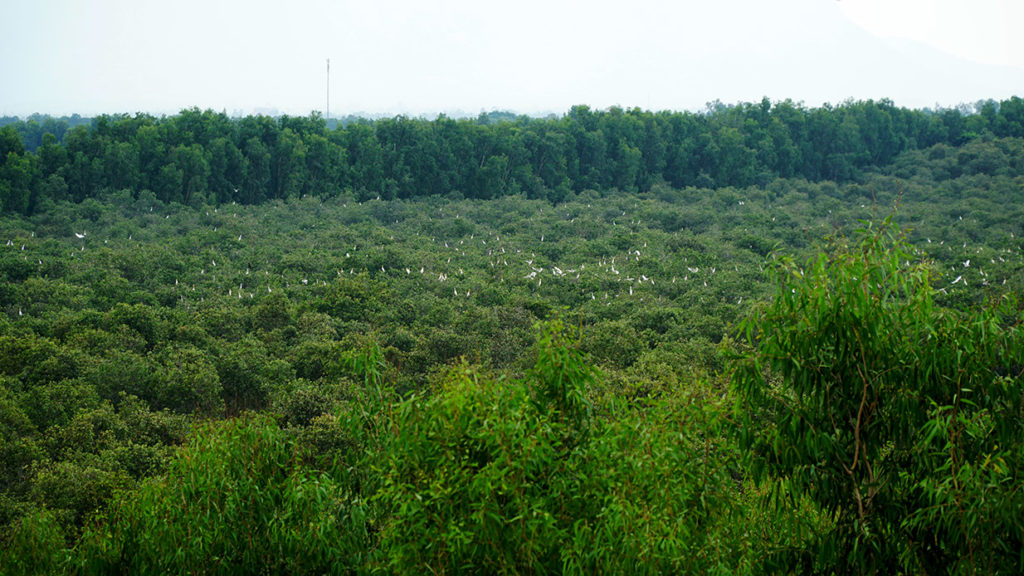 Những cánh cò trắng trên rừng tràm